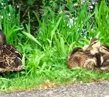 Portland, OR -Momma and baby ducks at Commonwealth Park