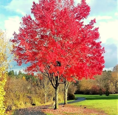 Portland, OR - Red fall leaves Commonwealth Park