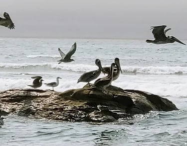 Oregon Coast - Pelicans hanging out on rocks near the shore in Depoe Bay