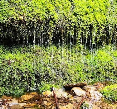 Salem, OR - Water trickling down a mossy embankment at Drift Creek Falls