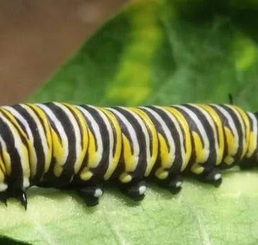 Elkton OR - a Monarch butterfly caterpillar at the Butterfly Pavilion