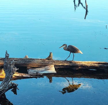 Oregon Coast -Coos Bay Empire Lakes has miles of nature trails & wildlife like a heron