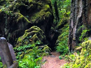 Waterfall Hwy, OR - Fall Creek Falls trail goes thru a dark cave, like a spooky Halloween scene