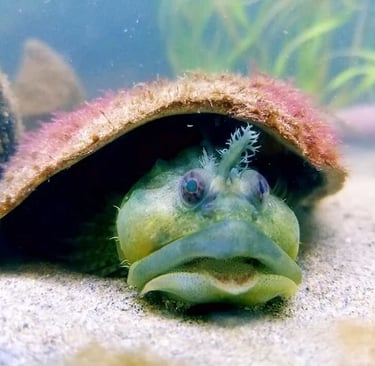 Oregon Coast - Weird creatures at Coos Bay/Charleston Marine Life Center