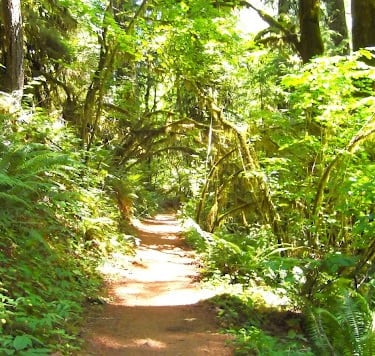 Eugene, OR - The wooded trail  at the McDowell Creek Park loop trail