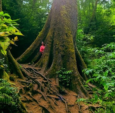 Oregon Coast - Nature trail south of Astoria is a big tree with an opening in the trunk both sides