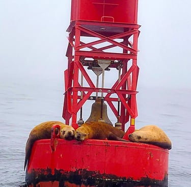 Oregon Coast - Seals on buoy at Depoe Bay whale watching 