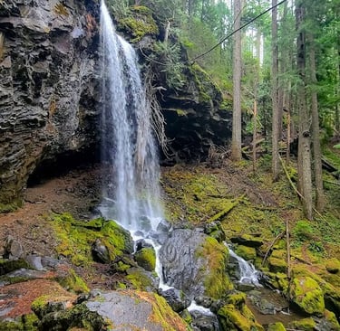 Waterfall Hwy, OR - Grotto Falls, falling from a huge, overhanging rock formation 
