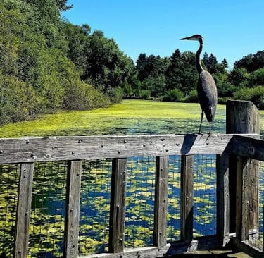 Portland, OR - Heron sitting on railing at Commonwealth Park