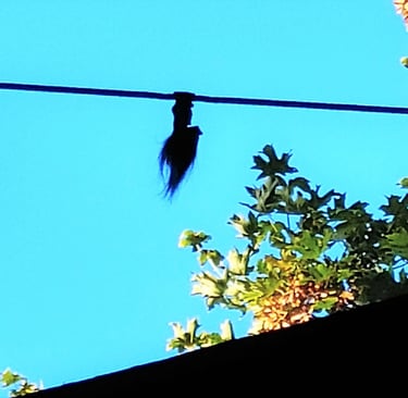 Portland, OR - One troll hanging upside down from a cable at Troll Bridge