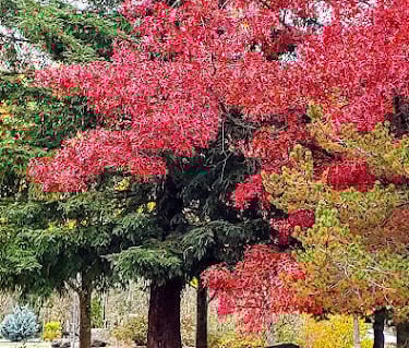 Roseburg - surrounded by nature, trees, rivers, and mountains