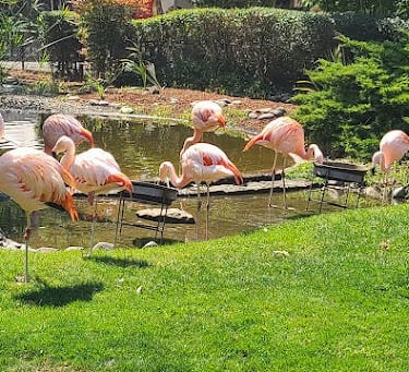 Winston Safari Village cranes at the pond at Wildlife Safari