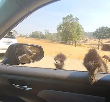 Wildlife Safari - Emu's poking their head & beak inside the car looking for food