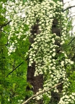Salem, OR - A white flowering tree along the hiking trail