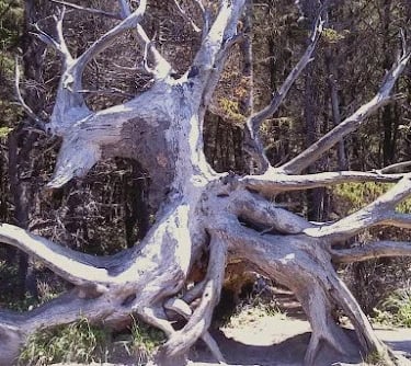 Oregon Coast - Close to the moon-craters at Shore Acres Park is huge tree roots