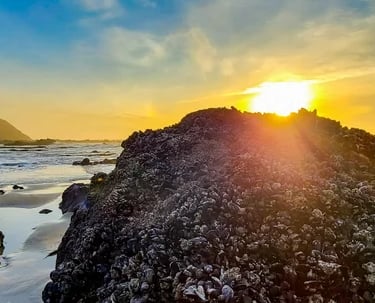 Oregon Coast - Strawberry Hill Wayside has a very large tidepool area