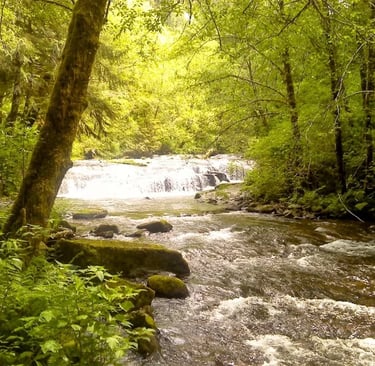 Oregon Coast - The trail follows the creek up to Sweet Creek Falls
