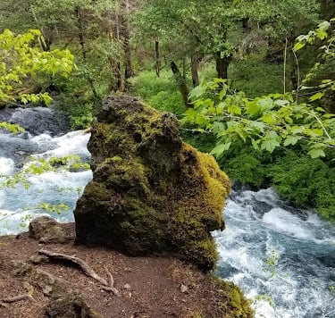 Eugene, OR - Tamolitch Falls roars down the McKenzie River seen from the trail