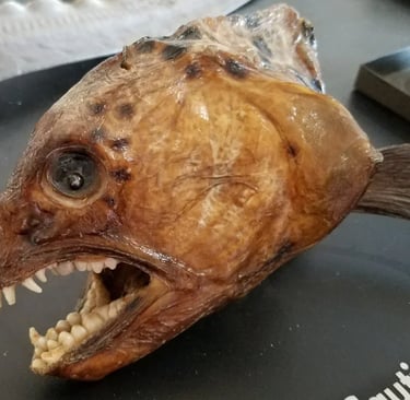 Oregon Coast - Coos Bay/Charleston Marine Life Center has weird looking sea creatures