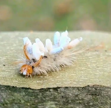Hixson/Chattanooga - lots of little critters & caterpillars on nature trails at Greenway