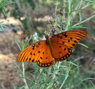 Greenway Park, Chattanooga - Bright orange butterfly found along the wooded trail