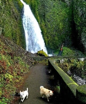 Columbia River Gorge Oregon - hike up the somewhat challenging switchbacks to Wahkeena Falls