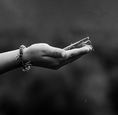 a person holding a praying mantis in their hand
