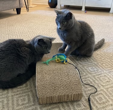 Two gray cats playing with a toy