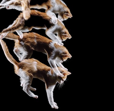 cat jumping