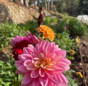 dahlias fleurs fraîches biologiques slowflower ferme florale ardeche bouquet