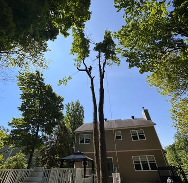 Professional tree removal service in West Island, Montreal, safely removing a large tree near reside