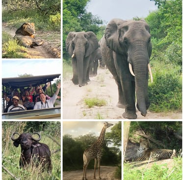 a collage of pictures of animals and people in a safari
