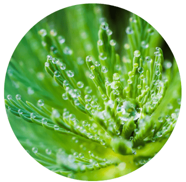 freshfragrancesatfloraandfaunabyasmara