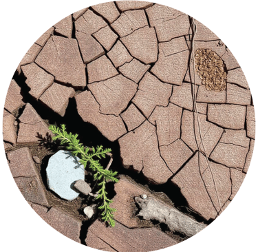 woodyearthyfragrancesatfloraandfaunabyasmara