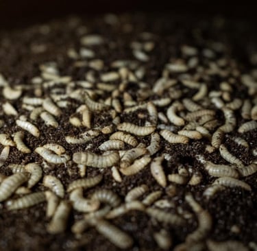 Larves de mouche soldat noir