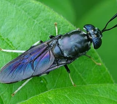 Mouche soldat noir