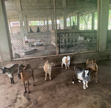 Élevage de chèvres