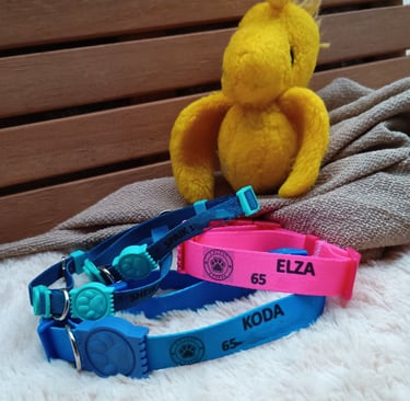 coleiras para cachorros personalizadas
