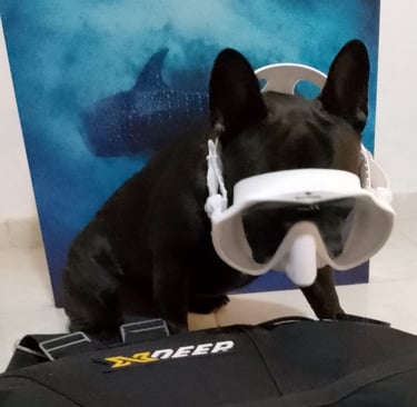 Buldog Frances Loko