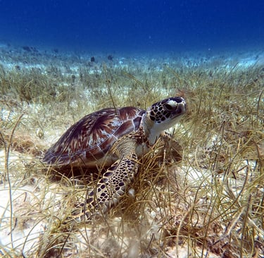 Scuba Diving in Bayahibe Turtle