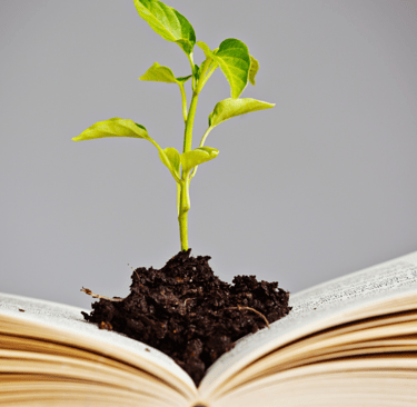 Plant growing out of a book