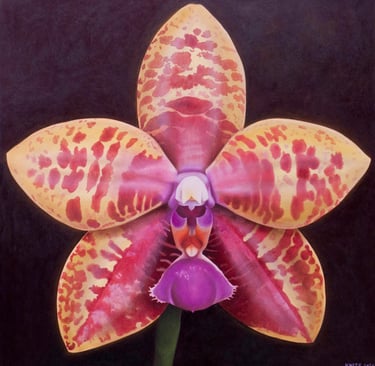 Christine Knize, Phalaenopsis Orchid,,60"x60", Oil on Canvas, Orchidelirium