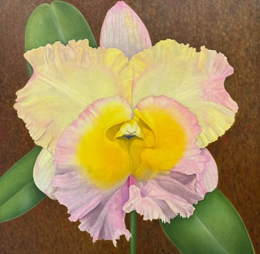 Confetti Cattleya