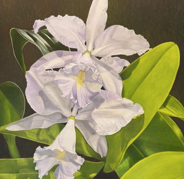 Double Lavender Cattleya