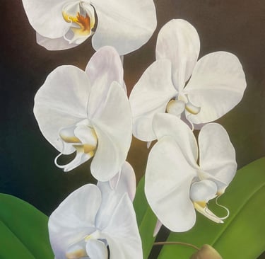 White Phal Cluster
