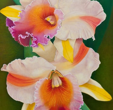 Orange and Mauve Cattleya