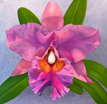 Purple Cattleya