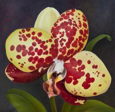 Spotted Yellow and Red Phal