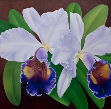 Cattleya Twins