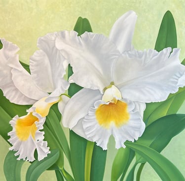 White Cattleya Duo